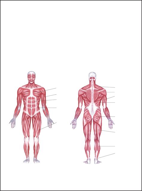 labeled muscle diagram chart