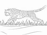Gepard Jachtluipaard Colorir Chita Corre Cheetah Rennend Supercoloring Kolorowanka sketch template