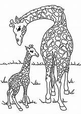 Ausmalen Giraffe Zootiere Ausdrucken Für Malvorlage Jirafas Giraffen Tierfamilie Elefant Ideen Dschungel Frei Afrique Katzen Ausmalbild Mandalas Pets Mytie Frisch sketch template