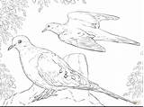 Coloring Doves Mourning Dove Pages Two Drawing Printable Flying Turtle Bird Peace Color Birds Supercoloring Getdrawings Paper sketch template
