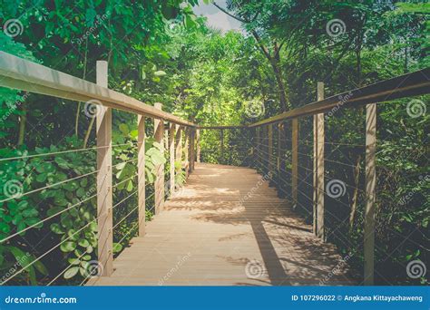 wooden sky walk  walkway cross  treetop surrounded  green