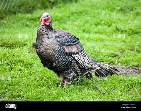turkey farm bird fat  res stock photography  images alamy