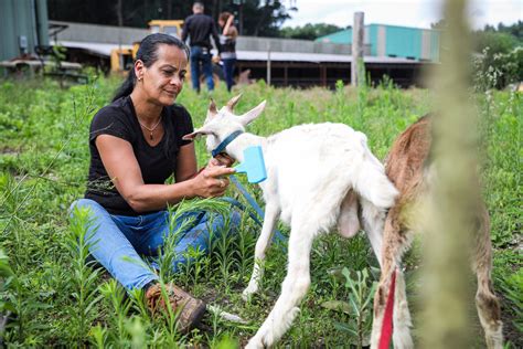 lowell woman  told  kill  pet goats   hours  week     alive