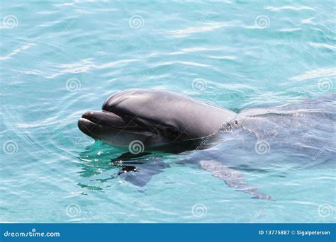 dolphin head stock image image  july friendly relaxation