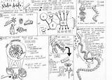 Nucleic Acid Biomolecules Coloring Sheet Science Acids Gene Expression Humor Choose Board sketch template