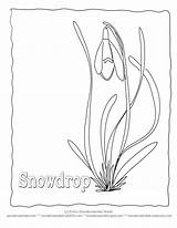 Flower Coloring Snowdrop Spring Flowers Sheets Template Kids Color Google Popular Ro sketch template