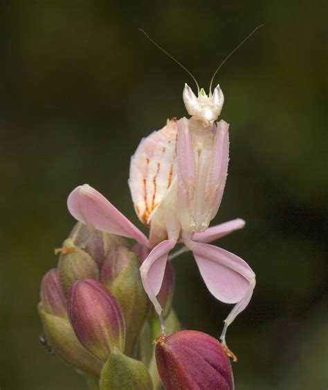 11 Wondrous Facts About Praying Mantises Orchid Mantis Beautiful
