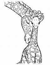 Coloring Giraffe Pages Animals Realistic Print sketch template