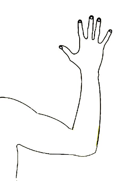 arms clipart arm outline arms arm outline transparent