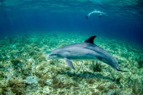 hawaii delphinschwimmen