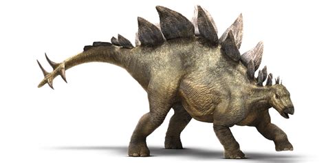 stegosaurus dinosaur wiki fandom powered  wikia