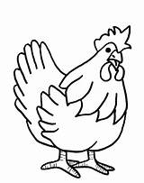 Coloring Pages Hen Chicks Getcolorings sketch template
