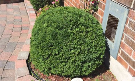 Shrubs Trimming In Ottawa Hedge King