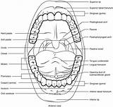 Mouth Anatomy Teeth Diagram Labeled Parts Structure Gums Tongue Lips Physiology Human System Digestive Coloring Body Choose Board sketch template