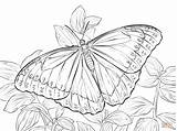 Morpho Mariposa Morfo Mariposas Peleides Supercoloring Colorir Dibujar Imprimir Imágenes sketch template