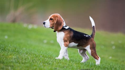 beagle   dogs