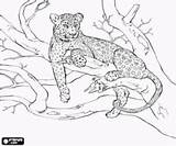 Leopard Coloring Pages Amur Tree Drawings Colouring Getcolorings Printable Cuddly Couples Drawing Animal Color Wings Oncoloring sketch template