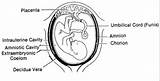 Fetal Membranes Placenta sketch template