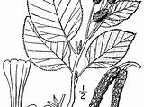 Alnus Alder Viridis Green Plant Sagebud Usda Drawing Pd License sketch template