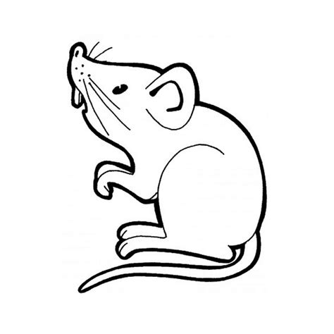 rat animals  printable coloring pages