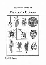 Protozoa Freshwater Illustrated Guide Homepage Back sketch template