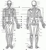 Physiology Anatomie Body Ausmalbilder Biologie Anatomi Ausmalbild Skeleton Fizyoloji Boyama Insan Vücudu Kitapları Eğitim Muscular Letzte Organs sketch template