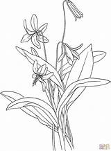 Lily Coloring Trout Pages Violet Easter Drawing Fawn Tooth Erythronium Americanum Tiger Supercoloring Calla Flower Lilies Printable Step Simple Gif sketch template