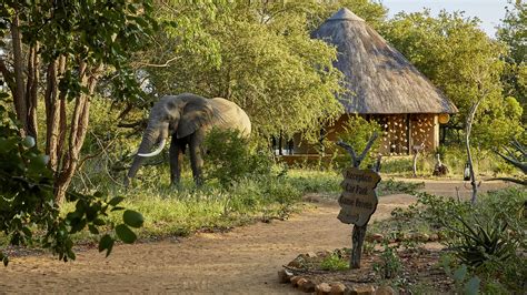 motswari private game reserve timbavati andbeyond