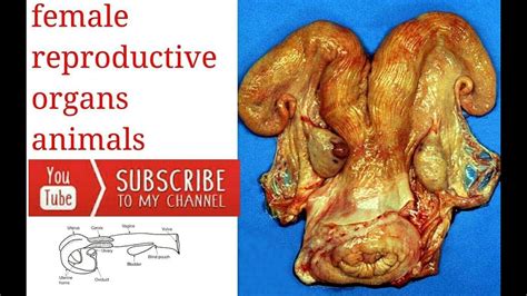 Female Reproductive System 3d All Part Ai Method And Female Organs Of