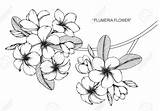 Plumeria Frangipani sketch template