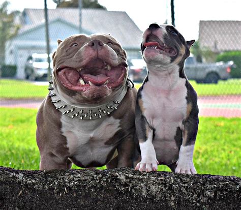 fastest growing dog breed  american bully