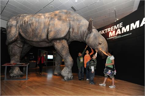 extreme mammals  nyc extinct animals prehistoric animals