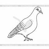 Pigeon Pombo Nightingale Similar sketch template
