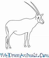Oryx Arabian Draw Easy Tutorial Print sketch template