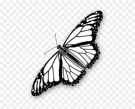 clipart info monarch butterfly outline png  transparent png