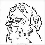 Berner Sennenhund Hunde Sennen Malvorlagen Kleurplaat Malvorlage Tiere Malvorlagencr Kategorien sketch template