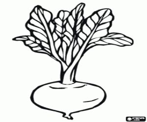 beet  edible root coloring page printable game