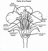 Flower Parts Diagram Coloring Anatomy Plant Nectar Where Label Tree Science Structure Plants sketch template