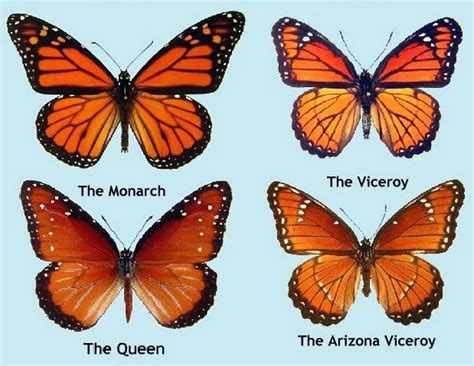 Image Result For Viceroy Vs Monarch Monarch Butterfly