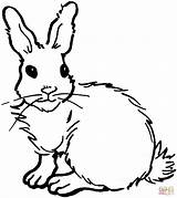 Rabbit Coelho Supercoloring sketch template