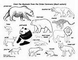 Coloring Carnivores Pages Carnivore Drawing Herbivorous Animals Herbivore Kids Drawings Pdf Printing Educational Designlooter Nature Exploringnature Getdrawings 49kb 181px Choose sketch template