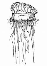 Medusa Jellyfish Qualle Kleurplaat Kwal Malvorlage Educima Stampare sketch template