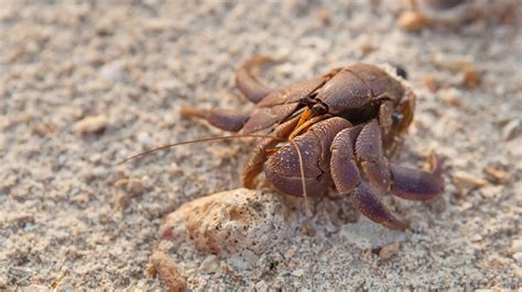 hermit crabs sex key differences  pictures pet keen
