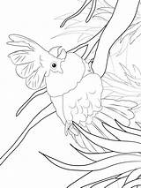 Coloring Pages Cockatoo Cockatoos Birds Printable Recommended sketch template
