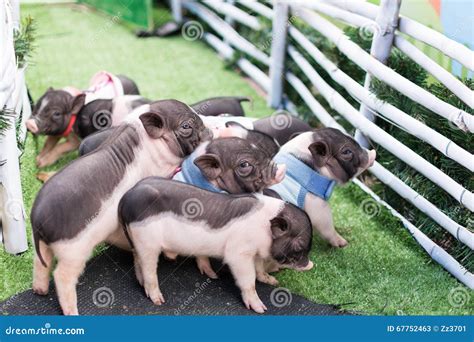 group   pigs stock image image  farm life