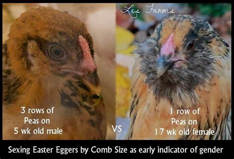 Sexing Chickens Easter Eggers By Comb Americana Chickens Easter