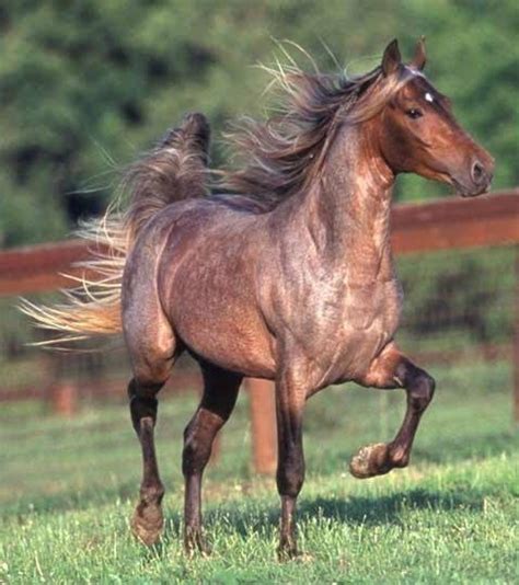 bold  beautiful  roan horses   stunningly