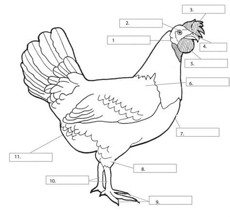 chicken parts diagram