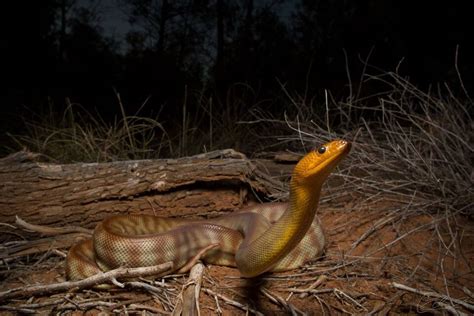 geraeusche und tiere gehoer von schlangen erforschen klaro rhein