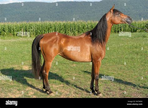 bay horse standing  full body side view profile   brown stock